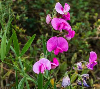 Gesse tubéreuse entretien - Lathyrus tuberosus