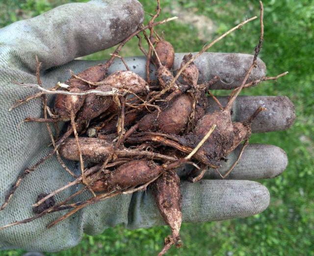 Gesse Rosa Gesse tubéreuse : semis, culture et récolte du tubercule comestible