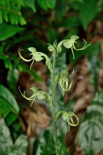 Habenaria ciliolaris