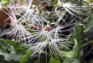 Orchidée Habenaria - Habenaria medusae