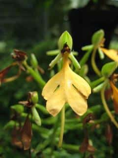 Habenaria rhodocheila