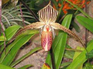 Orchidée or de Kinabalu