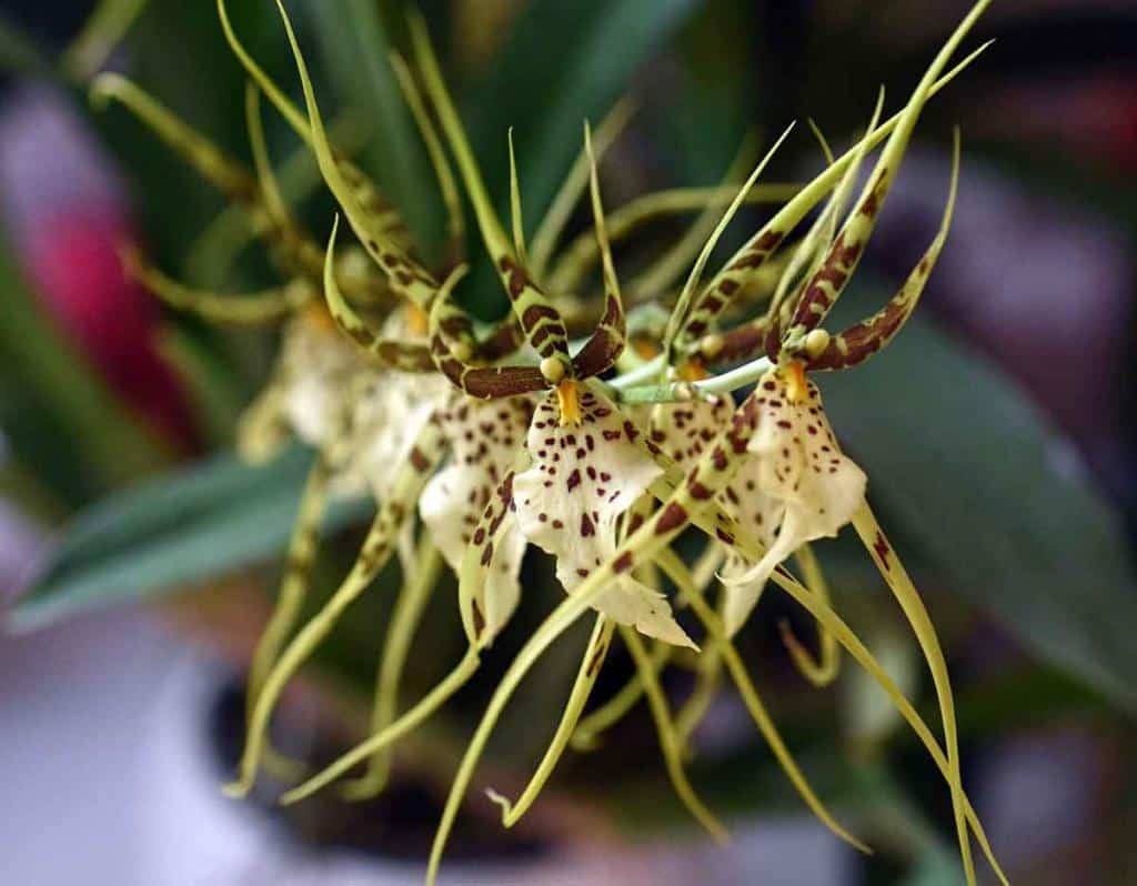 Orchidées Brassia ou Brassada