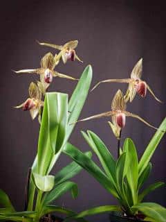 Paphiopedilum rothschildianum