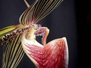 Phaphiopedilum rothschildianum