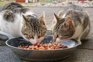 chat de gouttière alimentation
