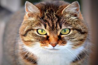 chat de gouttière taille poids