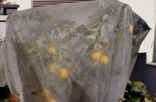 citronnier oranger avec protection hiver - voile d'hivernage
