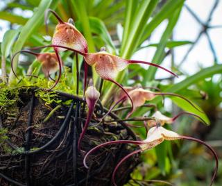 cultiver orchidee Dracula simia
