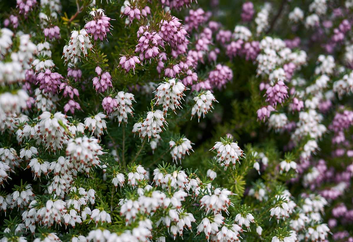 erica carnea