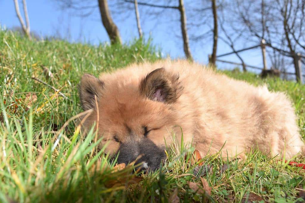 Faire dormir son chien dehors conseils pour une vie en extérieur