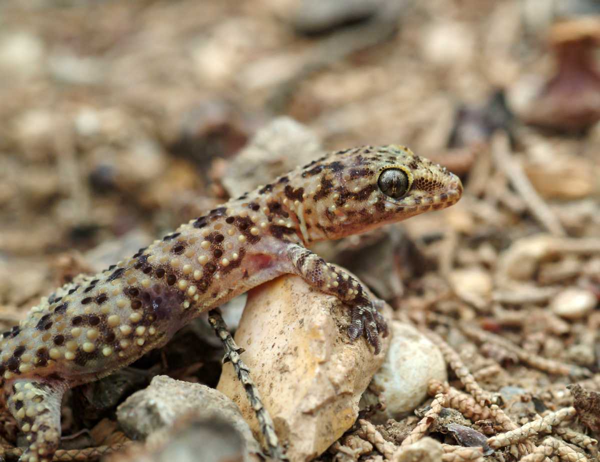 gecko jardin