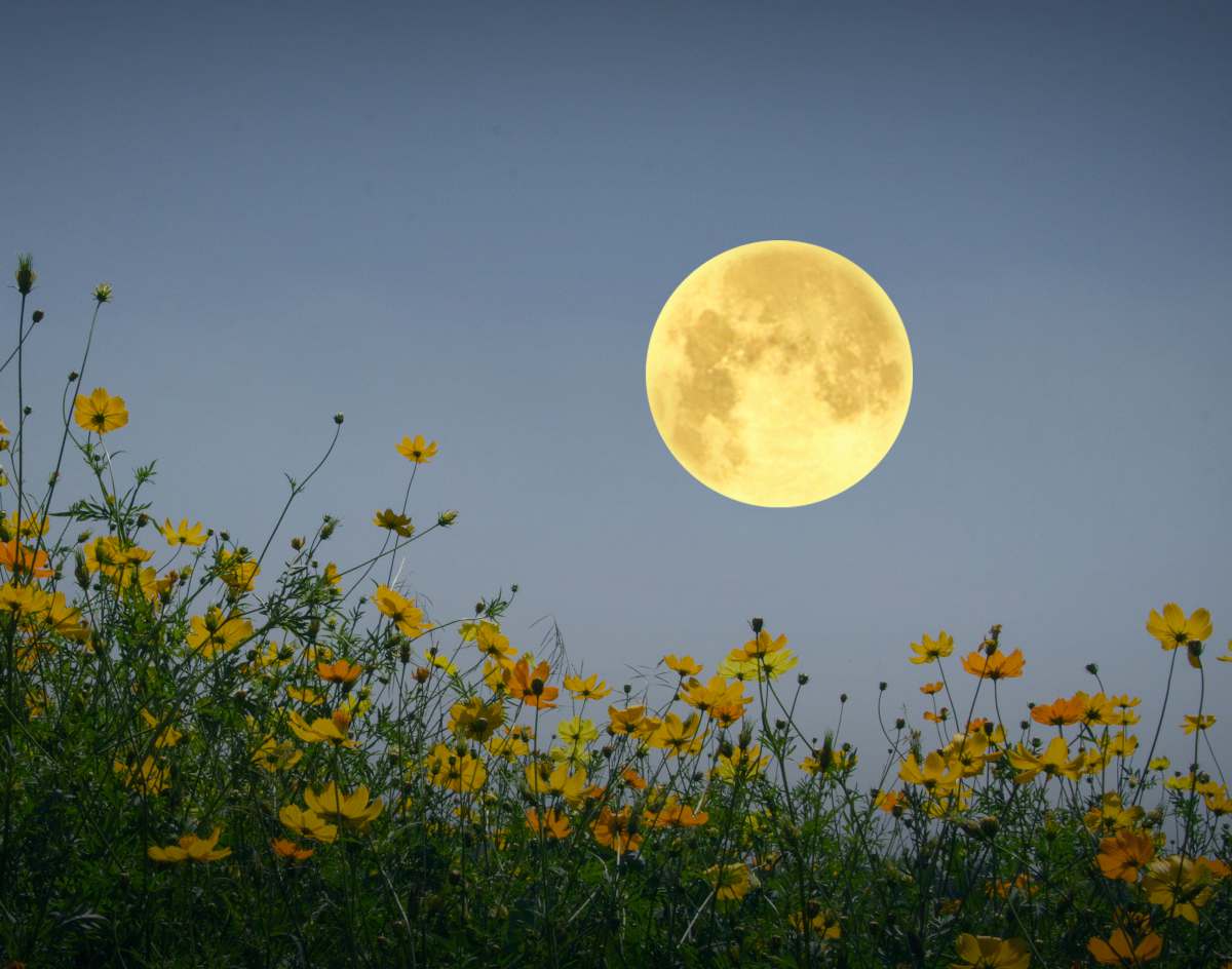 jardiner avec la lune