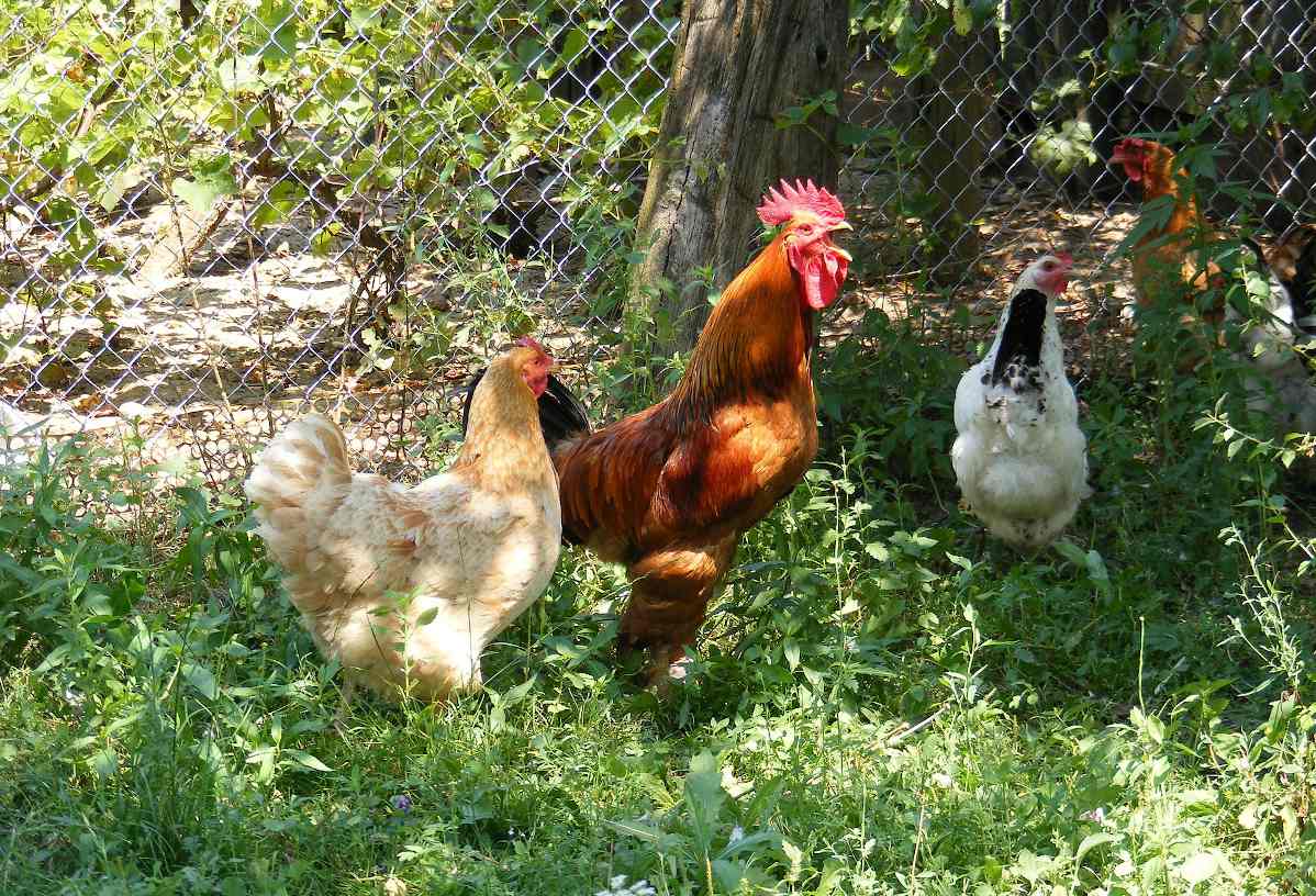 poule pour jardin