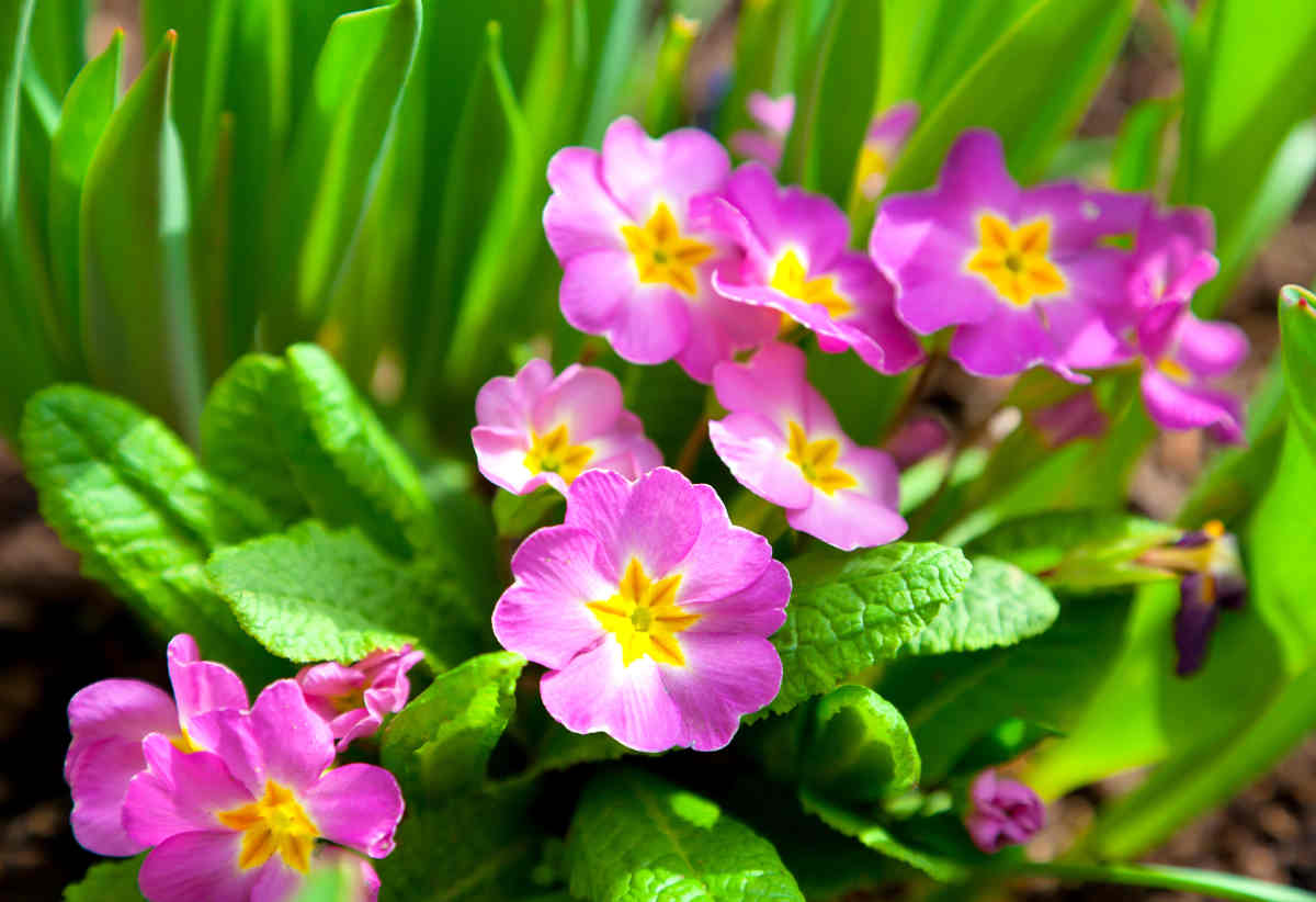 primevère - primula vulgaris