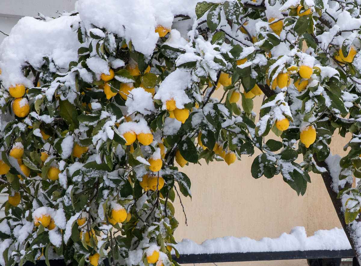 Agrumes : comment les hiverner et les protéger du froid en hiver