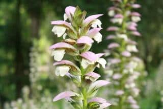 Plantes pour sol calcaire : les acanthes