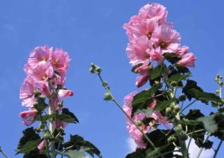 Plante pour sol calcaire : roses trémières