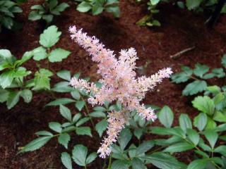 Plantes pour sols humides : l'astilbe