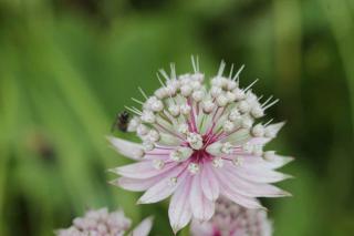 Plantes pour sol calcaire : les astrances