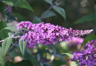 Plantes pour sol sec : Buddleia