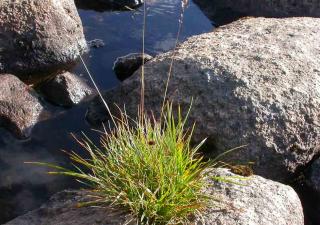 Plantes pour sols humides : la Canche cespiteuse