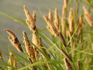 Plantes pour sols humides : le Carex