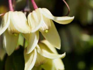 Clématite Winter Beauty – Clematis urophylla ou campanella