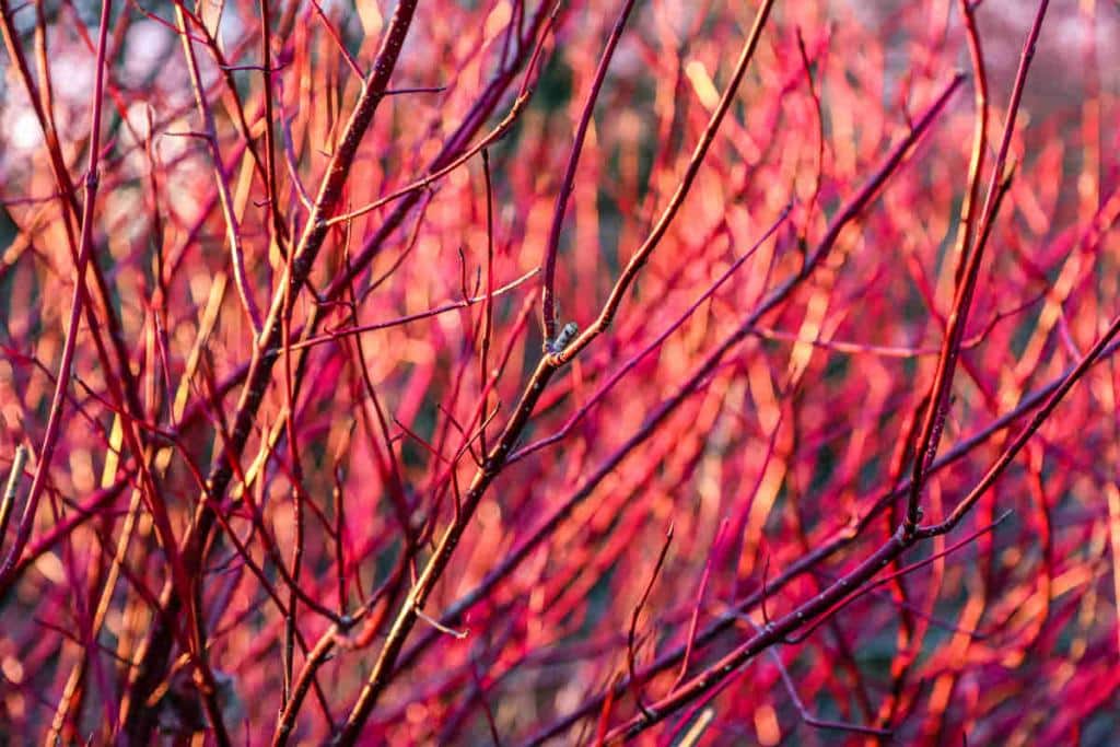 Cornus sanguinea - Cornouiller sanguin