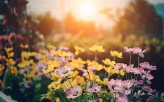 Plantes de sol sableux, sablonneux : cosmos