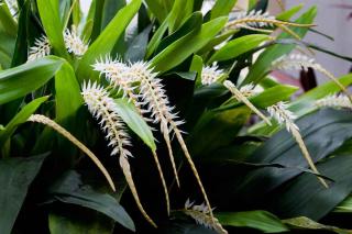 Dendrochilum Glumaceum