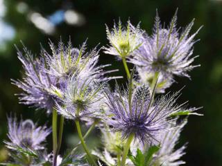 Plantes pour sol pauvre : Eryngium