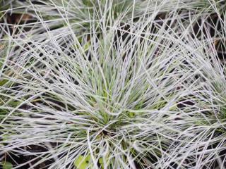 Plantes pour sol pauvre : Fétuque bleue