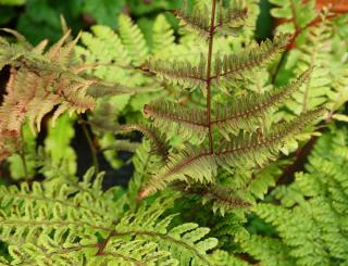 Plantes pour sols humides : la fougère japonaise