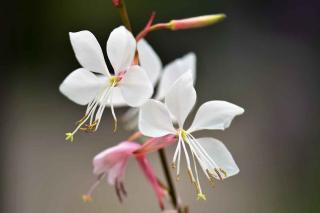 Plantes pour sol sec : Gaura