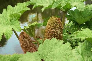 Plantes pour sols humides : Gunnera manicata