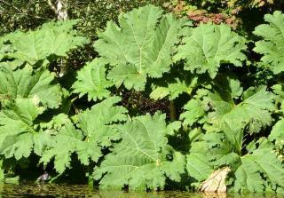 Plantes de sol argileux - Gunnera manicata