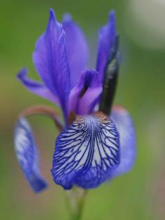 Plantes de sol argileux - Iris de Sibérie