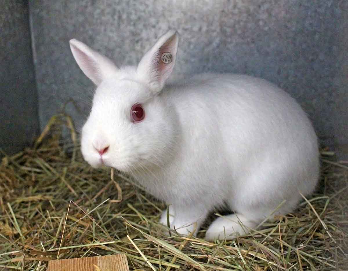 Lapin nain : races, caractère, alimentation, santé - Jardiland