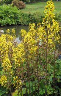 Plantes pour sols humides : les ligulaires