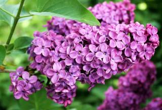 Plantes pour sol calcaire : le lilas