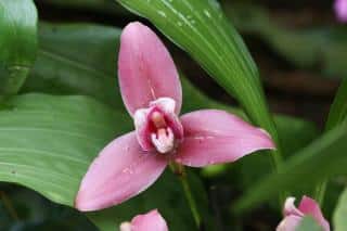 Lycaste Santiago De Gualaceo