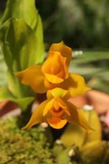 Lycaste aromatica