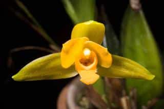 Lycaste aromatica