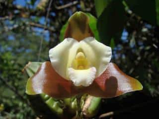 Lycaste dowiana