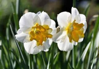 Plantes de sol argileux - Narcisse