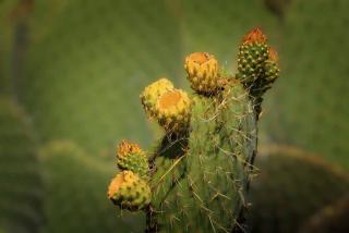 Plantes de sol sableux, sablonneux : opuntias