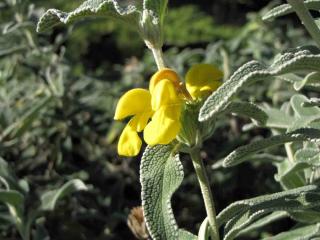 Plantes pour sol pauvre : Phlomis fruticosa