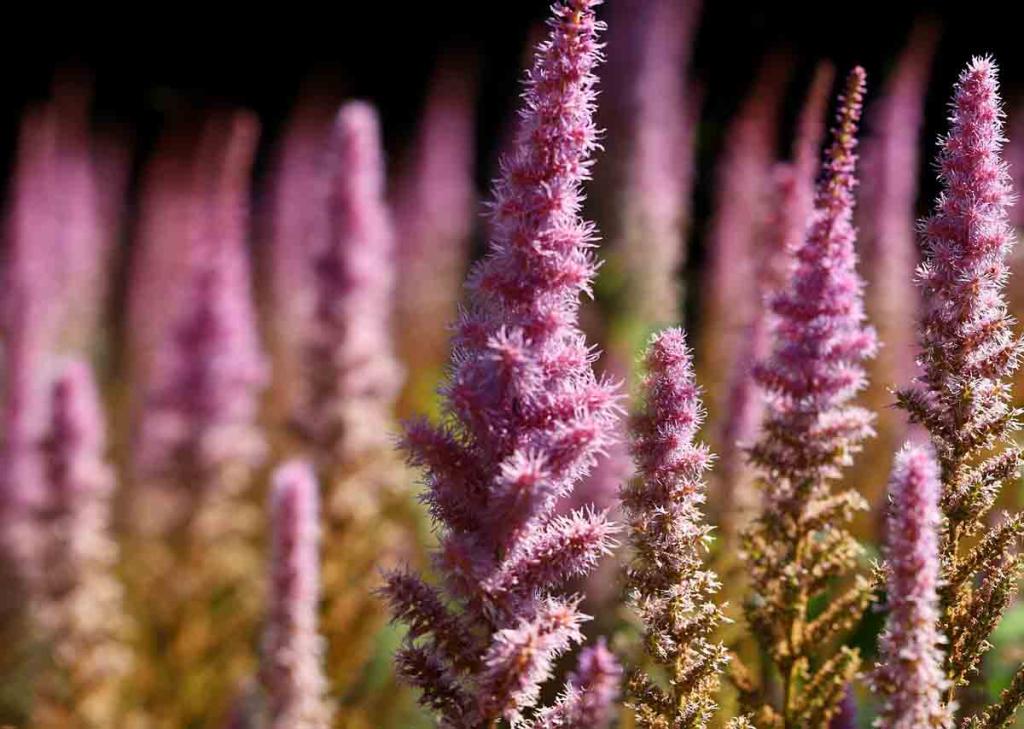Sol Acide Plantes pour sol et terre acide au jardin et au potager