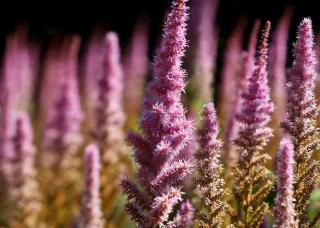 Plantes pour sol acide - Astilbes